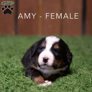 Amy, Bernese Mountain Dog Puppy